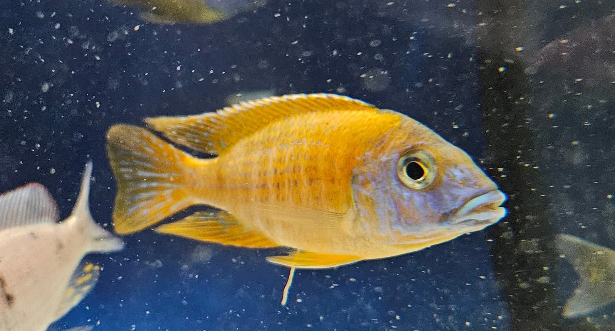 Super Red Ruby peacock cichlid